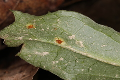 Puccinia orbicula