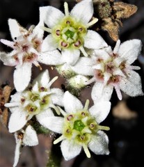 Commersonia prostrata