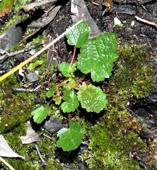Commersonia prostrata