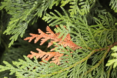 Pestalotiopsis funerea