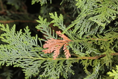 Pestalotiopsis funerea