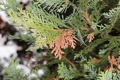 Pestalotiopsis funerea