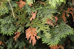 Pestalotiopsis funerea