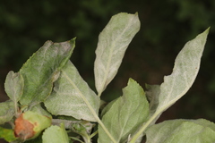 Podosphaera leucotricha