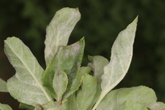 Podosphaera leucotricha