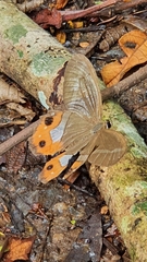 Pierella nereis