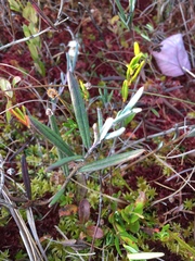 Andromeda polifolia glaucophylla