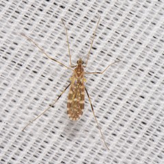 Erioptera caliptera