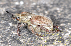 Hoplia