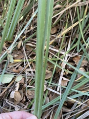 Carex spissa