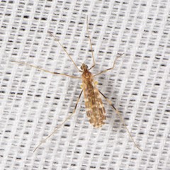 Erioptera caliptera
