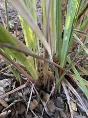 Carex spissa