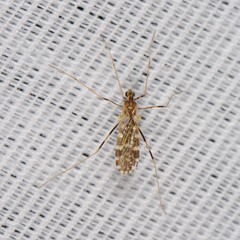 Erioptera caliptera