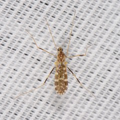 Erioptera caliptera
