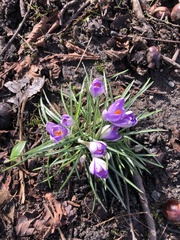 Crocus