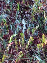 Andromeda polifolia glaucophylla