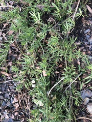 Myoporum parvifolium