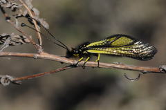 Libelloides sibiricus
