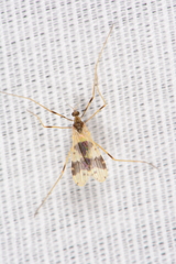Erioptera venusta