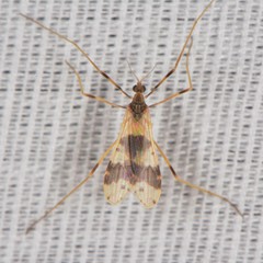 Erioptera venusta
