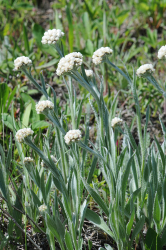Handsome pussytoes (Antennaria anaphaloides)