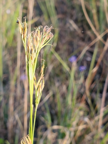 Image of Rhynchospora odorata by (c) Tom Field, some rights reserved (CC BY)