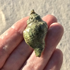 Stramonita canaliculata