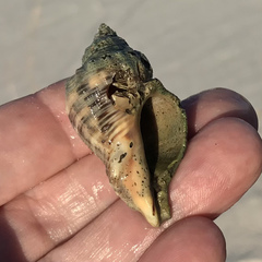 Stramonita canaliculata