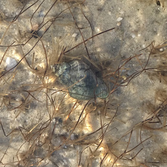 Stramonita canaliculata