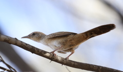 Poodytes carteri