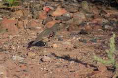Callipepla gambelii