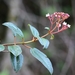 Miconia ferruginea - Photo (c) Joey Santore, some rights reserved (CC BY-NC), uploaded by Joey Santore