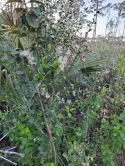 Baccharis glomeruliflora image