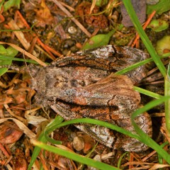 Dasychira obliquata