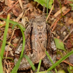 Dasychira obliquata
