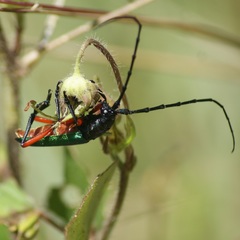 Deltaspis rubriventris