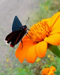 Mysoria affinis
