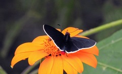 Mysoria affinis