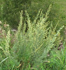 Artemisia chamaemelifolia