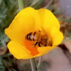 Apis mellifera
