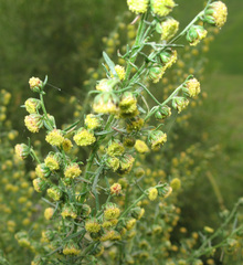 Artemisia chamaemelifolia