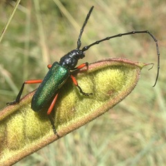 Deltaspis rubriventris