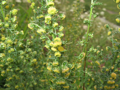 Artemisia chamaemelifolia