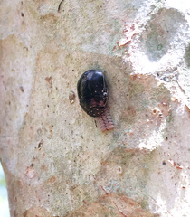 Brachyplatys punctipes