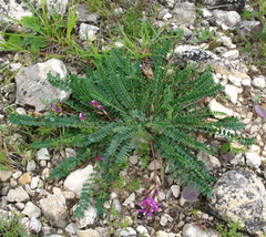 Astragalus buschiorum