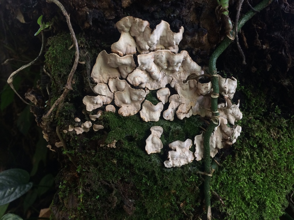 Xylobolus princeps