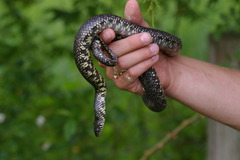 Lampropeltis nigra
