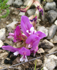 Astragalus buschiorum