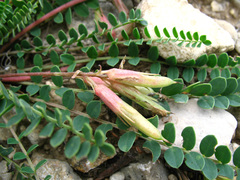 Astragalus buschiorum