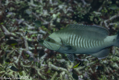 Gracila albomarginata